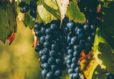 wat  het verschil tussen biologische wijn en gewone wijn de wijnplaats