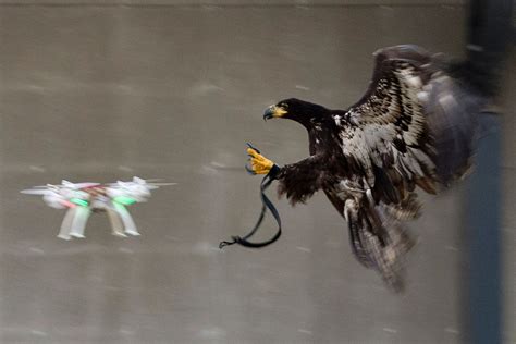 eagle  drone  police video  bird   tech  seattle times
