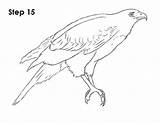 Hawk Bird Initial Erase Optional sketch template
