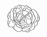 Cabbage Coloring Coloringcrew sketch template