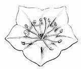Laurel Mountain Flower Drawing Clipart Tattoo Blossom Simple Coloring Kalmia Latifolia Sunset Botanical D144 V05 Psm Drawings  Template Getdrawings sketch template