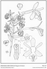 Drawing Andean Epidendra Dodson Epidendrum Subgroup Jimenez Cernuum Hágsater 2001 Type Website Group sketch template