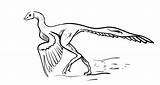 Archaeopteryx Bestial Ritning Illustrationer Illustrazioni Coloringpagesonly sketch template