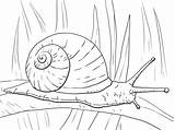 Snail Caracol Snails Escargot Lumaca Schnecke Terrestre Colorear Hoja Schnecken Lumache Colouring Folha Longa Disegno Larga Animali Stampare Weinbergschnecke Supercoloring sketch template