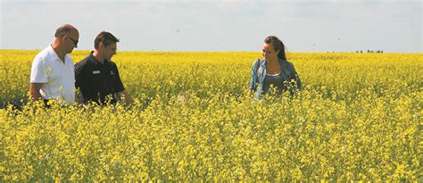 elite mustard needs marketing to entice buyers the western producer
