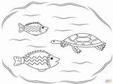 Aboriginal Turtle Pesci Disegno Fishes Disegnare sketch template