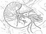 Nautilus Coloring Pages Chambered Pompilius Printable Cuttlefish Supercoloring Colouring Squid Drawing Designlooter Template Skip Main Categories sketch template