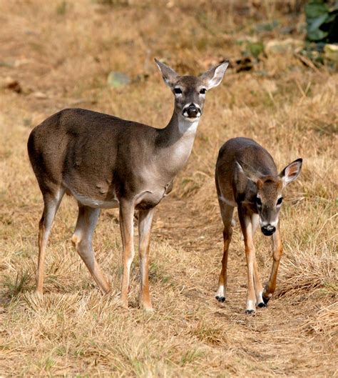 texas wildlife managers unveil proposals    hunting seasons
