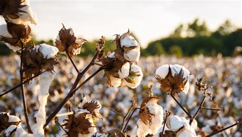 36 Major Brands Pledge To Achieve Sustainable Cotton By 2025 Ethical