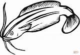 Colorare Catfish Disegni Coloring Pesce Realistico Wels Gatto Ausmalbild Disegnare Kategorien sketch template