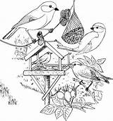 Vogels Kleurplaten Natuur Winter Van Kleurplaat Kleuren Tekening Tuin Over Knutselen Kinderen Nl Mandala Voeren Thema Dieren Natuurkunde Op Afkomstig sketch template
