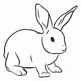 Conejo Coelho Rabbit Conejito Boceto Ear Orelha Focinho Transparent Muzzle Hocico Oreja Coelhinho Vexels Clipartmag Hare Clipground sketch template