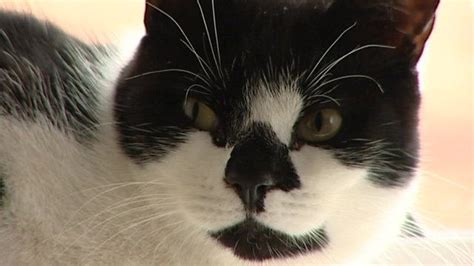 dennis the cat burglar from luton bbc news