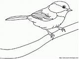 Chickadee Coloring Clipart Library Capped sketch template