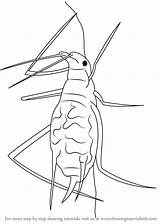 Aphid Draw Drawing Step Tutorials Drawingtutorials101 Insects sketch template