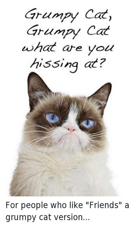 search grumpy cat memes  esmemescom grumpy cat cat memes grumpy