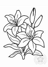 Lilies Flower Coloring Two Pages Flowers Templates sketch template