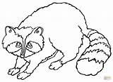 Raccoon Coloring Cute Pages Printable Drawing Baby Color Supercoloring Silhouettes Getdrawings sketch template