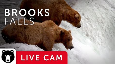 Explore Bears Brooks Falls Katmai National Park Alaska