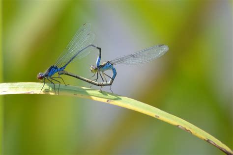 kostenlose foto natur fluegel fotografie gruen insekt fauna