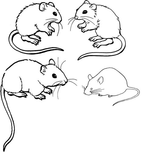 mice colouring pages  printable images