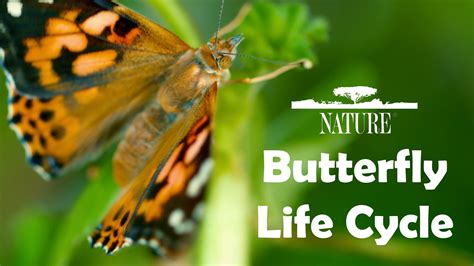 butterfly life cycle pbs learningmedia