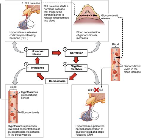 endocrine system basics medicine libretexts