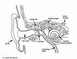 Ear Anatomy Coloring Pages Middle Kids Printable Color sketch template