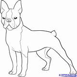 Terrier Boston Coloring Pages French Bulldog Printable Dog Drawing Color Draw Cairn Print Dogs Highland West Terriers Puppy Clipart Template sketch template