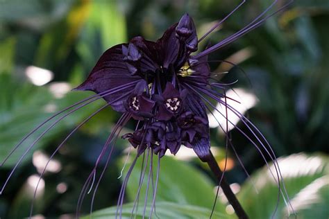 homestead stories  black bat flower insteading