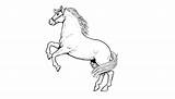 Cavalo Cavalos Profissional sketch template