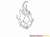 Pitaya Pitahaya Drachenfrucht Clipartsfree Fruechte sketch template