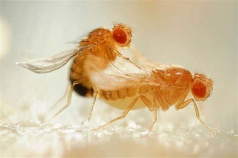 dopamine boost restores libido in ageing male fruit flies new scientist
