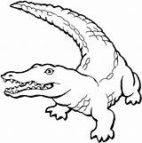Crocodile Alligator Advocate sketch template