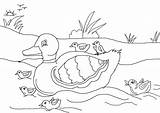 Duckling Ugly Coloring Pages Duck Colouring Mallard Drawing Getdrawings Getcolorings Coloringhome Printable sketch template