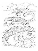 Gila Monster Lizard Coloring Activities Printable Pages sketch template