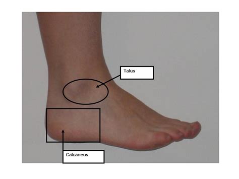 hindfoot anatomy location  function