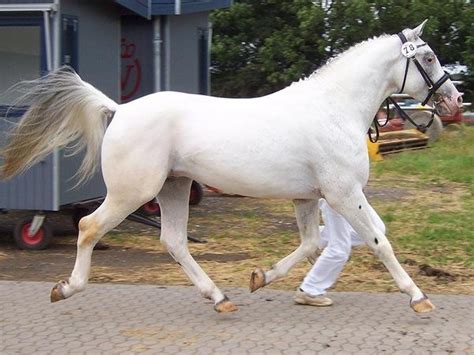 types  white horses quora
