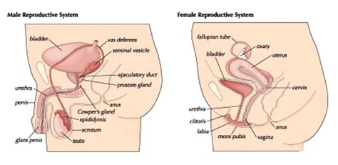 Reproductive System Human Male And Female Reproductive