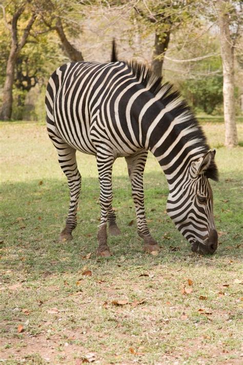 grazing zebra stock photo image  animal wildlife outdoors