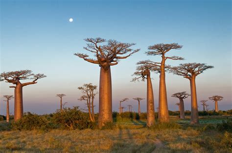 Madagascar Baobab Trees In Morondava Madagascar Goway