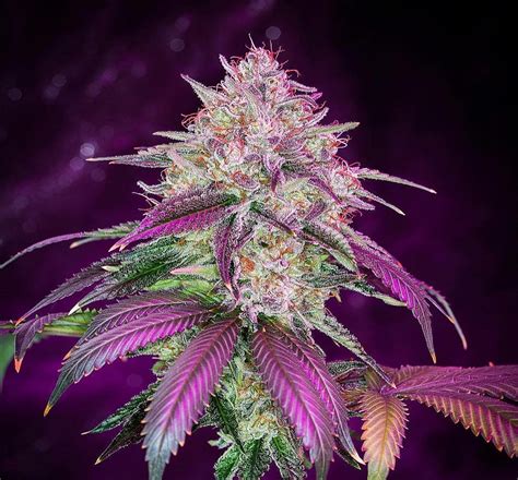 beautiful leaves  beautiful health benefits  legal cannabis