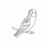 Coloring Pages Budgie Parrot Cute Color Lory Red Toddler Pirate Will sketch template