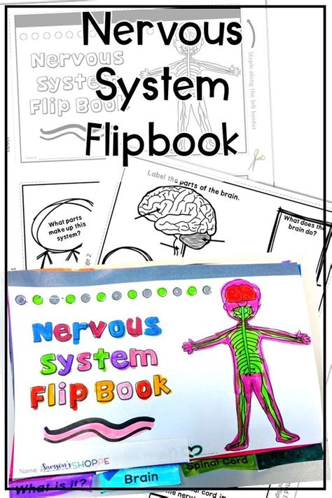 nervous system review activity print  distance learning nervous