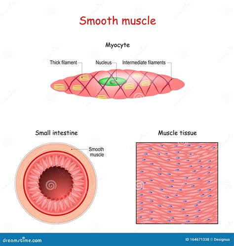 smooth muscle tissue cartoon vector cartoondealercom