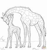 Giraffe Coloring Baby Mother Pages Drawing Giraffes Outline Supercoloring Printable Animals Color Colouring Cute Animal Drawings Sheets Sheet Adult Book sketch template