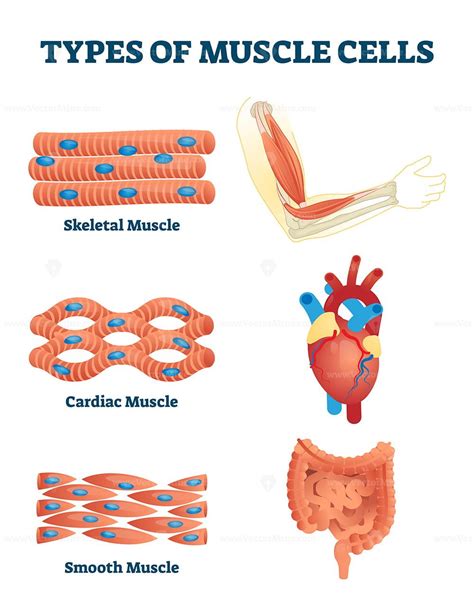 types  muscle cells vector illustration   types  muscles