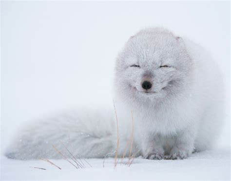 white fox cool digital photography