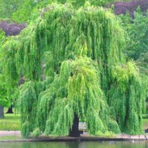 Love Willow Trees Weeping Willow Weeping Willow Tree