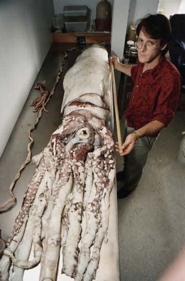 giant squid whales te ara encyclopedia of new zealand